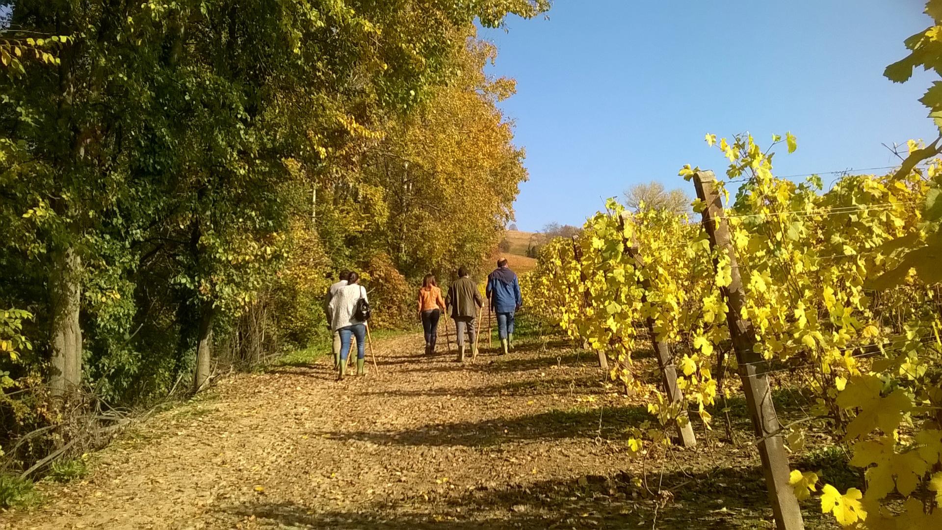 Persone camminano tra vigneti e alberi in un paesaggio autunnale soleggiato.